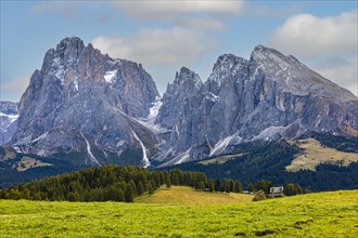 Alpine meadows on the Alpe di Siusi, behind the snow-covered peaks of the Sassolungo group, Val Gardena, Dolomites, South Tyrol, Italy, Europe