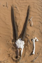 Skull and bones of an oryx antelope, Sperrgebiet National Park, also Tsau ÇKhaeb National Park, Namibia, Africa