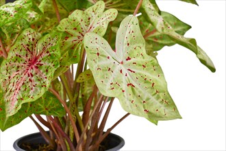 Leaf of exotic Caladium Miss Muffet houseplant with red dots