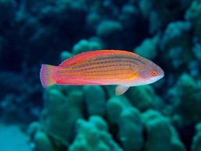 Red Sea Dwarf Wrasse