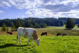 Cows near Lothdorf, Froschhausen, Upper Bavaria, Bavaria, Germany, Europe