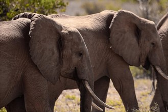 Herd of elephants in the savannah of East Africa, red elephants in the gene of Tsavo West National Park, Kenya, Africa