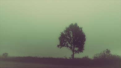 Single tree during the foggy day