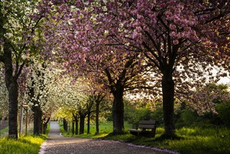 Landscape in spring, an avenue with blossoming cherry trees in pink and white at the golden hour in the evening. There is a bench at the edge of the path. Plankstadt, Baden-Wuerttemberg, Germany, Euro...