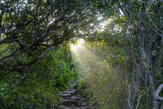 Ray of light, mood in the forest, Robberg Island, Robberg Peninsula, Robberg Nature Reserve, Plettenberg Bay, Garden Route, Western Cape, South Africa, Africa