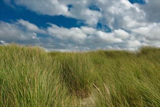 Sand dunes with grass and overcast blue summer sky in nature reserve on island Texel in the Netherlands