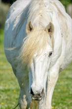 Camargue horse in a pasture in the Camargue National Park. Provence-Alpes-Cote dAzur, France, Europe
