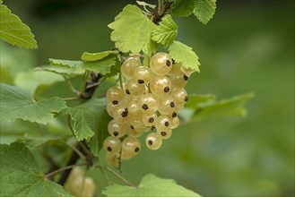 Fruit cluster of the white currant