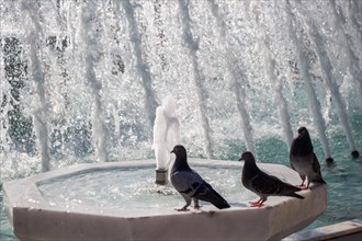 City pigeons by the side of water at a fountain
