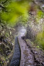 Water channel, on the hiking trail at Levada do Alecrim, Rabacal, Paul da Serra, Madeira, Portugal, Europe