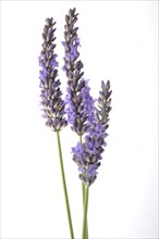 Lavender in bloom on white background