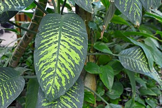 Close up of a big exotic Dieffenbachia Seguine Tropic Snow plant with striking light green pattern
