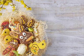 Colourful decorated Easter biscuits in nest, forsythia flowers, on wood
