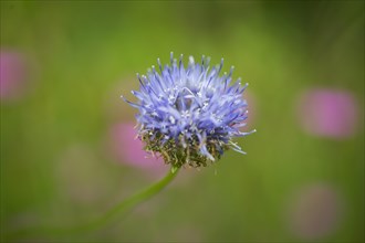 Field widows-flower, also field scabious