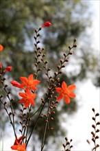 Beautiful Crocosmia flowers in nature background