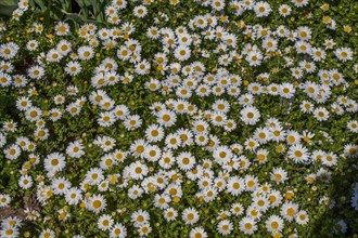 Beautiful daisy flowers as a background