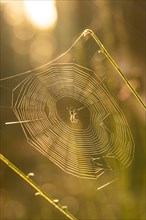 Spider's web at sunrise, Black Forest, Germany, Europe