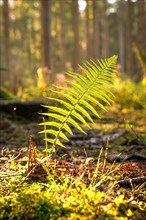 Fern in autumn forest, morning, Black Forest, Germany, Europe