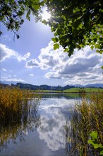 Moorsee, Froschhauser See near Froschhausen, Pfaffenwinkel, Upper Bavaria, Bavaria, Germany, Europe