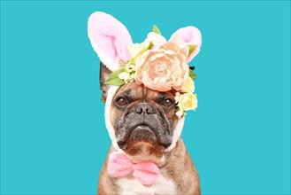 French Bulldog dog wearing Easter bunny costume ears headband with rose flowers on teal blue background