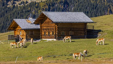 Alpine huts and grazing Haflinger horses