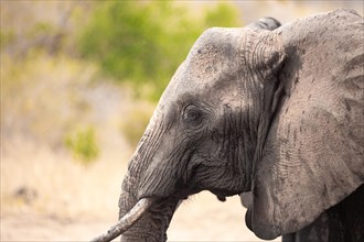 Elephant in Tsavo National Park, Kenya, East Africa, Africa