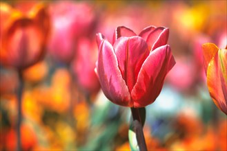 Bright pink tulip in middle of field with colorful blue spring flowers in blurry background