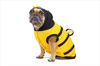 French Bulldog wearing a cute and funny striped bee dog costume with hood and antlers and wings on back