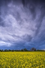 Landscape in spring, a yellow flowering rape field in the evening with dramatic cloudy sky, Baden-Wuerttemberg, Germany, Europe