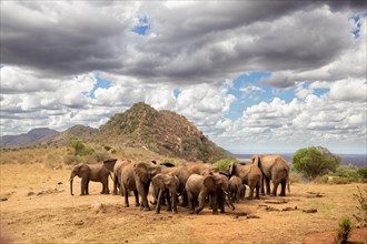 Large herd of elephants in the savannah, Tsavo National Park, Kenya, Africa