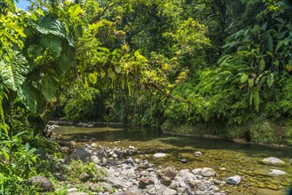 Jungle and river in Guadeloupe National Park, Basse Terre, Guadeloupe, France, North America