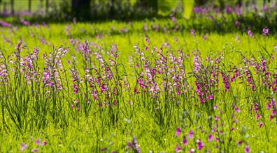 Meadow with wild gladioli