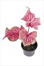 Pink exotic Caladium Florida Sweetheart plant in flower pot isolated on white background