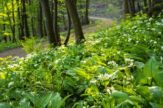 Landscape in spring, white flowering wild garlic in the forest, close-up with slight backlight in the evening, Baden-Wuerttemberg, Germany, Europe