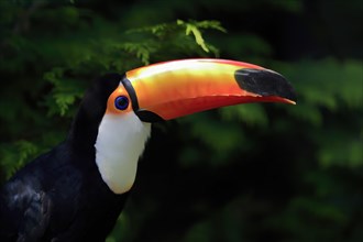 Giant toucan