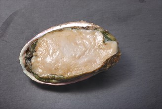 Abalone