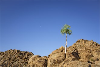 Green tree grows between orange rocks and boulders. The rocks glow beautifully in the later afternoon sung in the Namibian desert. Damaraland, Namibia, Africa