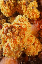 Chalice coral