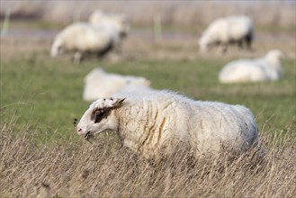 Grazing sheep, Magdeburg, Saxony-Anhalt, Germany, Europe