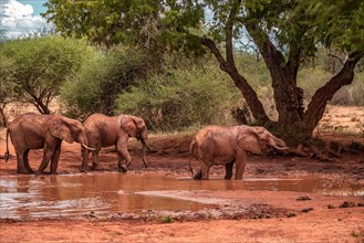 Herd of elephants, photo of the red elephants at the muddy waterhole with tree in Tsavo National Park, Kenya, East Africa, Africa