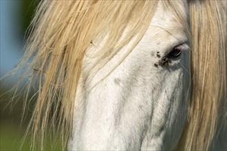 Camargue horse portrait in a pasture in the Camargue National Park. Provence-Alpes-Cote dAzur, France, Europe