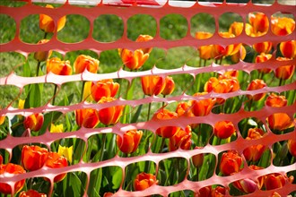 Rubber fence protection in the tulip garden