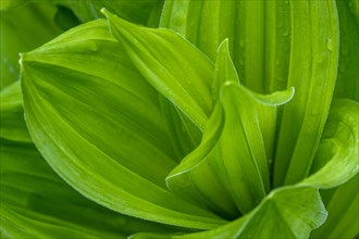 Young leaves of hosta, raindrops, Netherlands