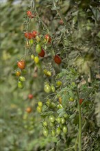 Date tomatoes Cupido variety, Muensterland, North Rhine-Westphalia, Germany, Europe
