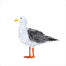 Seagull 8 bit pixel art vector icon over white