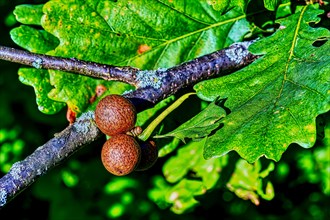 Gall gall, also oak gall or leaf gall, of the common oak gall wasp