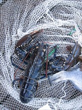 Breton lobster in a fishing net