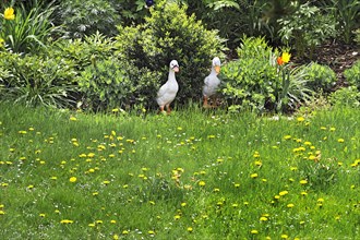 Garden, spring meadow with ceramic ducks and common dandelion
