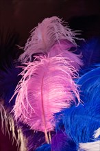 Beautiful bird feathers for decorative purposes