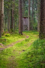 Small path to hunters seat, Green Forest, Black Forest, Unterhaugstett, Germany, Europe